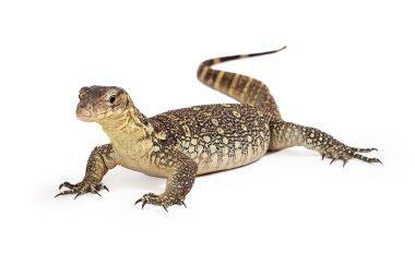 Asian Water Monitor clipart