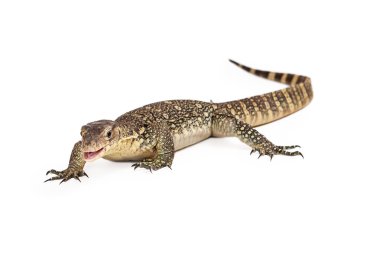 Asian Water Monitor with Mouth Open clipart