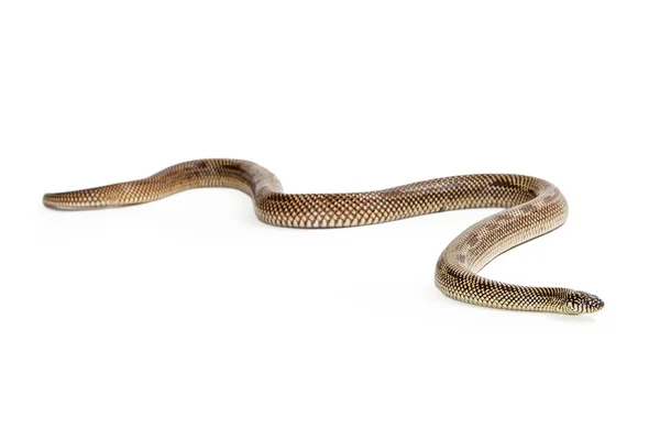 Apalachicola serpiente real deslizándose hacia adelante — Foto de Stock