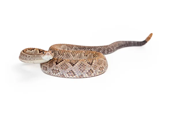 Aruba Rattlesnake pronto para atacar — Fotografia de Stock