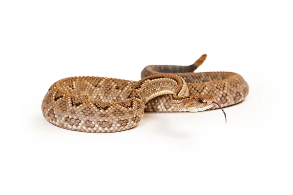 Serpiente de cascabel Aruba con lengua bifurcada — Foto de Stock