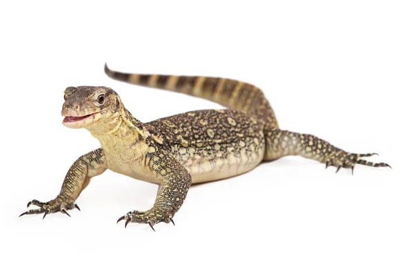 Asian Water Monitor with Open Mouth — Stock Photo, Image