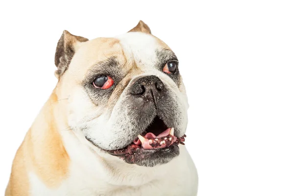 Bulldog senior con ojos rojos de sangre — Foto de Stock