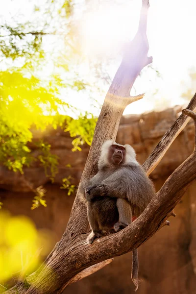 Grande Hamadryas babuíno — Fotografia de Stock