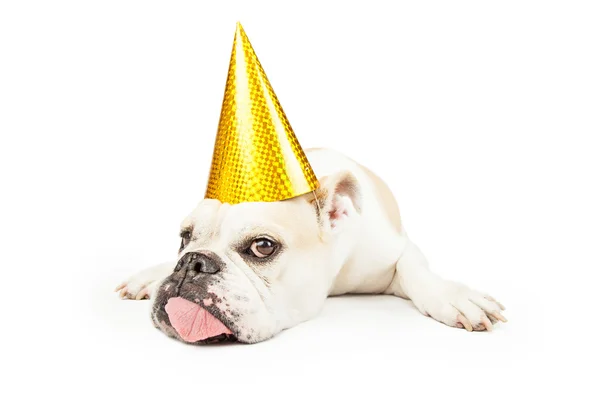Müde Party-Bulldogge streckt die Zunge heraus — Stockfoto