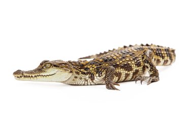 Baby Siamese Crocodile clipart