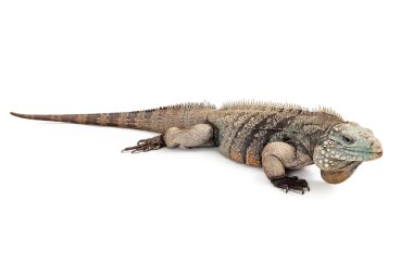 Grand Cayman Iguana mavi