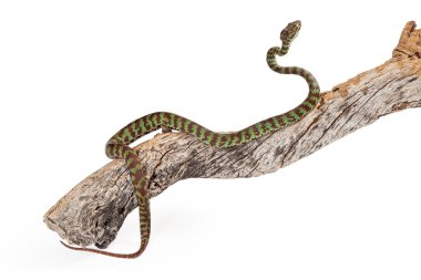 Pit Viper venomous snake clipart