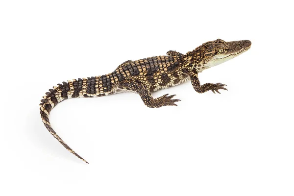 Krokodyl Syjamski dziecka — Zdjęcie stockowe