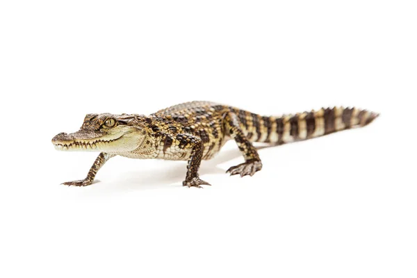 Baby Siamese Crocodile — Stock Photo, Image