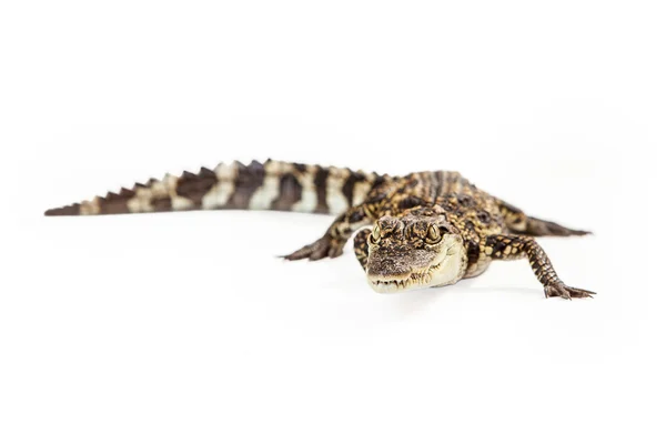 Baby Siamese Crocodile — Stock Photo, Image