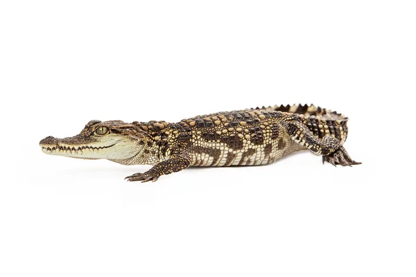 Crocodilo siamês bebê — Fotografia de Stock