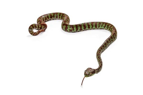 Serpiente venenosa Pit Viper — Foto de Stock