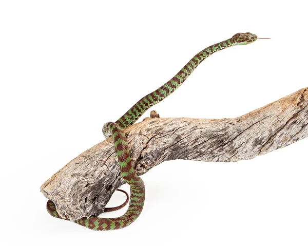 树枝上的美丽蝮蛇 — 图库照片