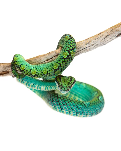 Palm Viper ze Sri Lanki — Zdjęcie stockowe