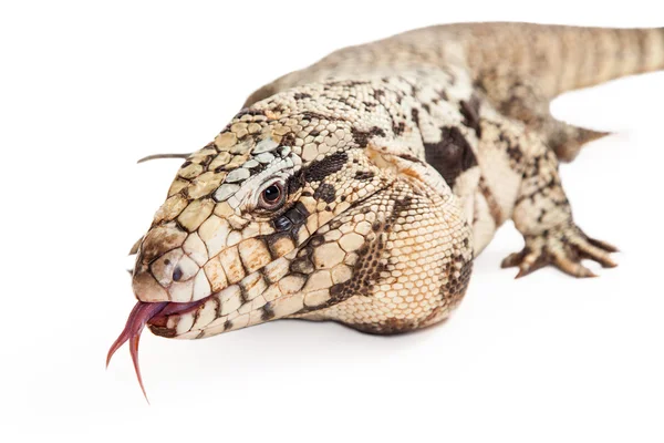 Lagarto de Tegu preto e branco argentino — Fotografia de Stock