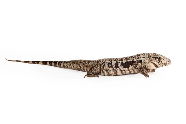 Tegu argentino en blanco y negro — Foto de Stock