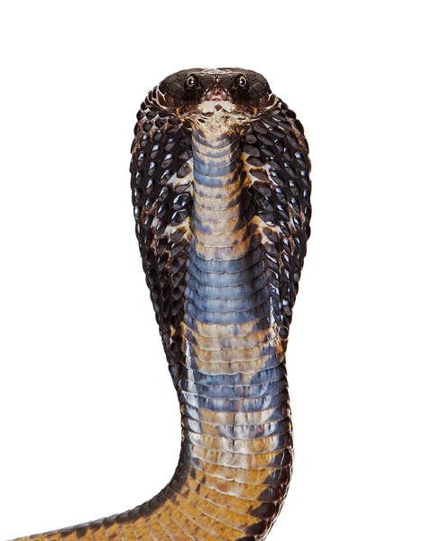 Černá Pákistán Cobra had — Stock fotografie