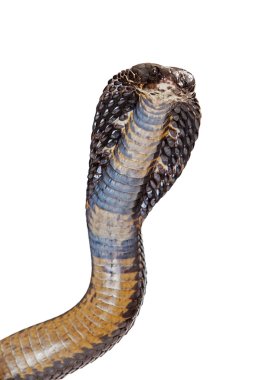 Black Pakistan Cobra snake clipart