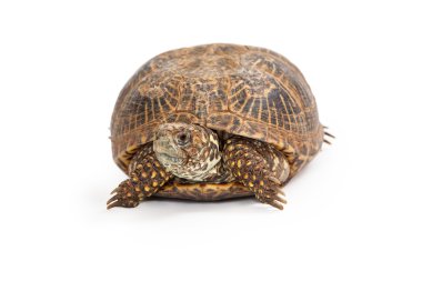 Kutu Turtle Önden Görünüm