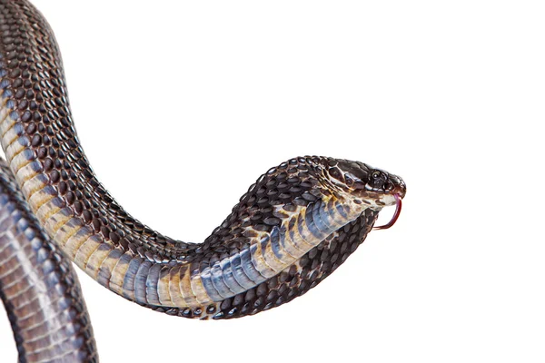 Schwarze pakistanische Kobra-Schlange — Stockfoto
