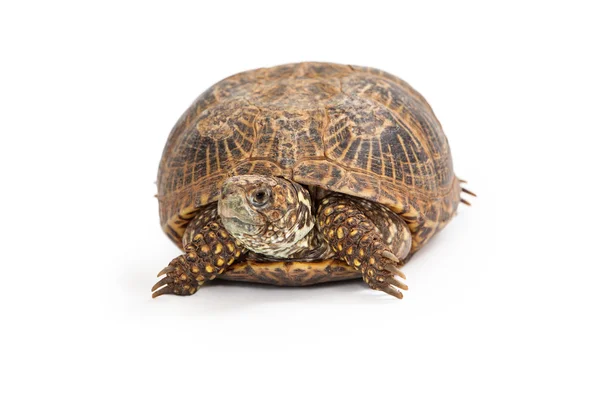 Box Schildkröte Vorderansicht — Stockfoto