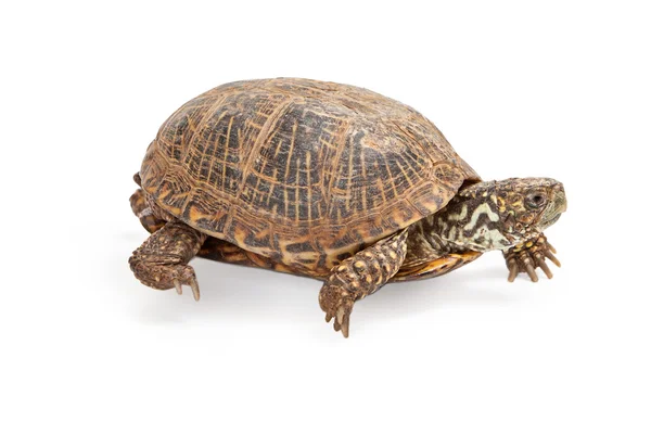 Kasten-Schildkröte zu Fuß — Stockfoto