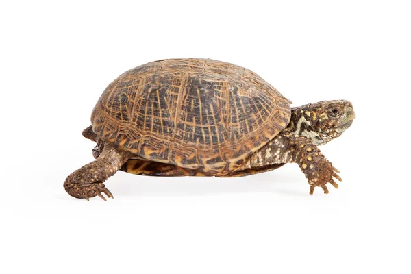 Kasten-Schildkröte zu Fuß — Stockfoto