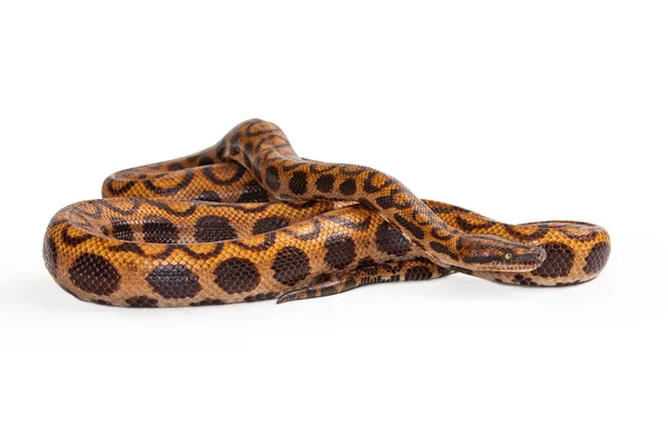Бразильський веселка змія — стокове фото