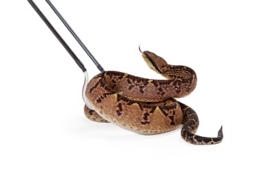 Central American Bushmaster Snake Being Picked Up clipart