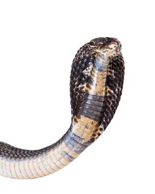 Closeup of a Black Pakistani Cobra Snake clipart