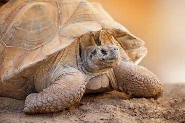 Galapagos kaplumbağası closeup yan görünüm