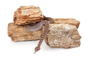 Dangerous Twin-Spotted Rattlesnake clipart