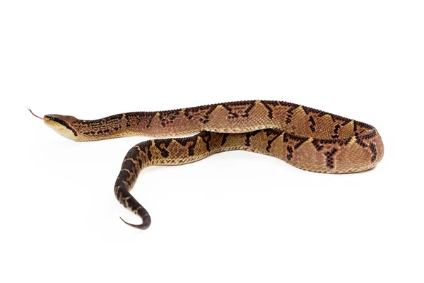 Central American Bushmaster Snake Moving Away — Stock Photo, Image