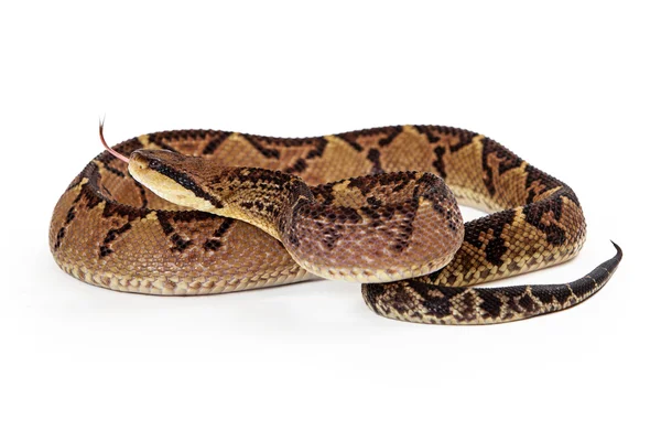 Węża Bushmaster Ameryki Środkowej z języka — Zdjęcie stockowe
