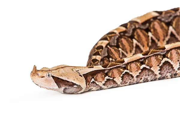 Közelkép Gaboon Viper kígyó feje és farka — Stock Fotó