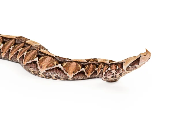 Vértes Gaboon Viper kígyó fejét felemelve — Stock Fotó
