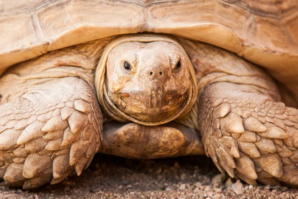 Fechar-se de grande Tartaruga de Galápagos — Fotografia de Stock