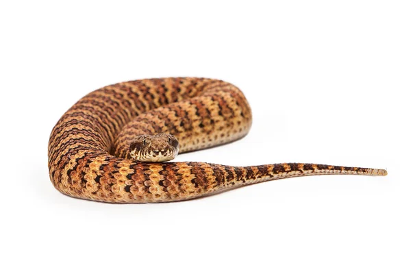 Común muerte adder serpiente en espiral hasta — Foto de Stock