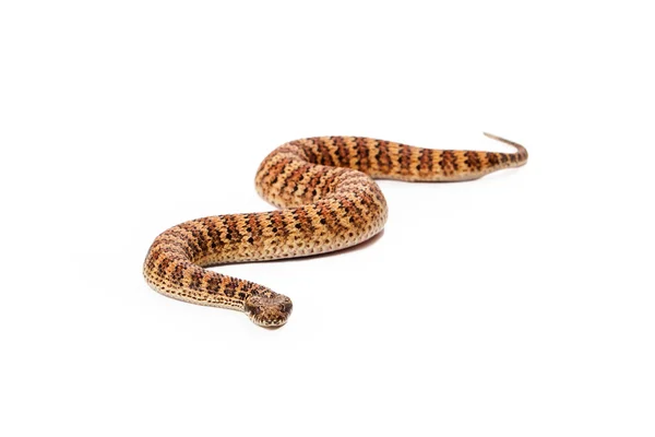 Common Death Adder Serpent se dirigeant vers la caméra — Photo