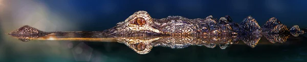 Natação de crocodilo na água com reflexão — Fotografia de Stock