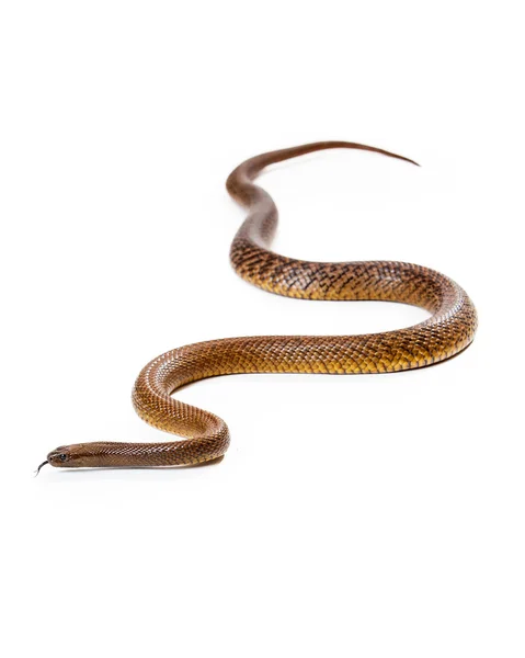 Dangerous Venomous Inland Taipan Snake — Stock Photo, Image