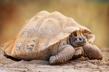Galapagos kaplumbağası yan görünüm