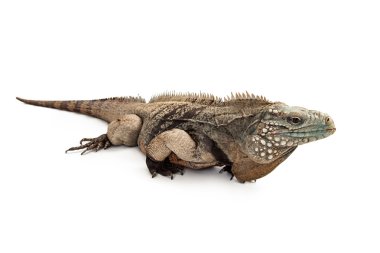 Grand Cayman mavi Iguana profili