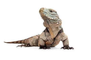 Iguana-düşük görünümü Grand Cayman mavi