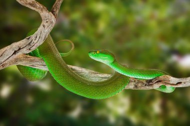 Green Pitviper Snake On a Tree Branch clipart