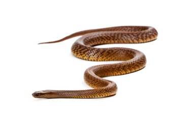 Beyaz izole Inland Taipan yılan