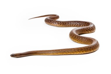 İlerlemeye Inland Taipan yılan