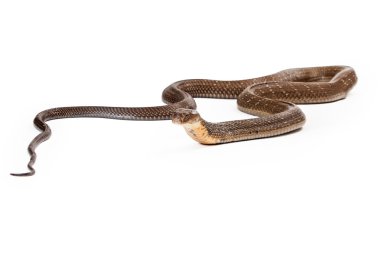 King Cobra Snake Laying on White clipart