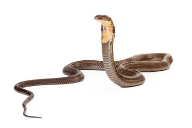 King Cobra Snake Looking to the Side clipart